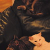 abrafortune > DSC_0892.JPG copy
