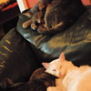 abrafortune > DSC_0899.JPG