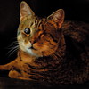 abrafortune > DSC_0917.JPG copy