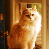 Beloved Mango : Our angel and guide.